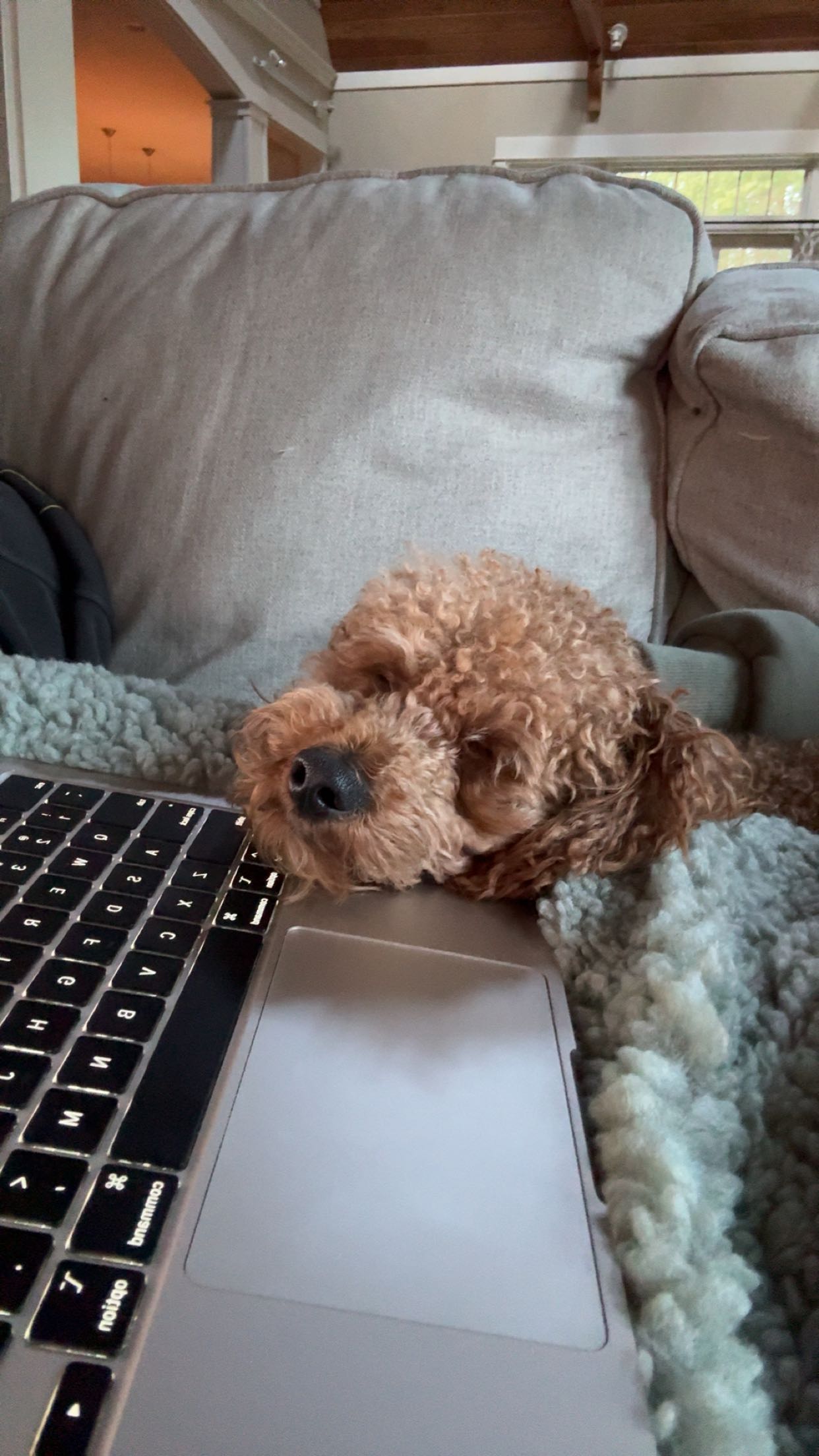 bellarenaldii snapchat image archive image