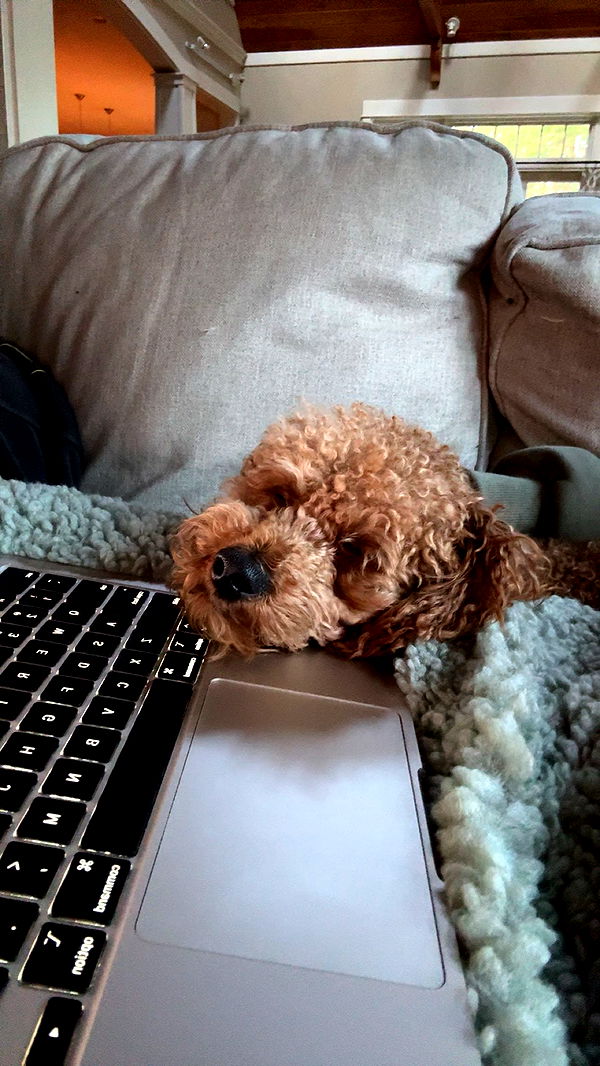 bellarenaldii image ~ Altpins