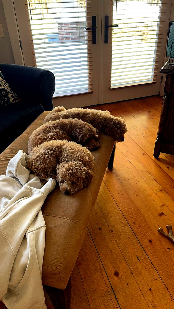 bellarenaldii image ~ Altpins