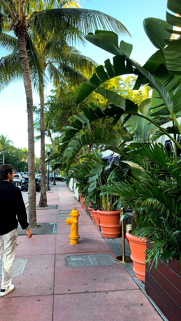 bellarenaldii image ~ Altpins