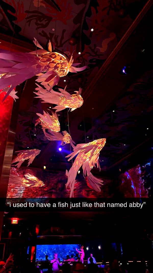 bellarenaldii image ~ Altpins