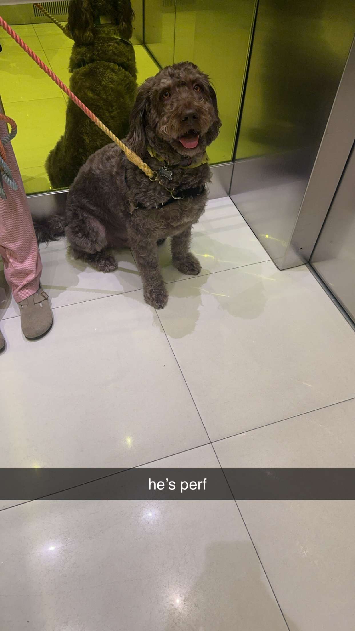 bellarenaldii snapchat image archive image