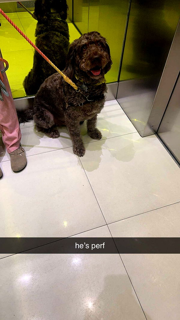 bellarenaldii image ~ Altpins