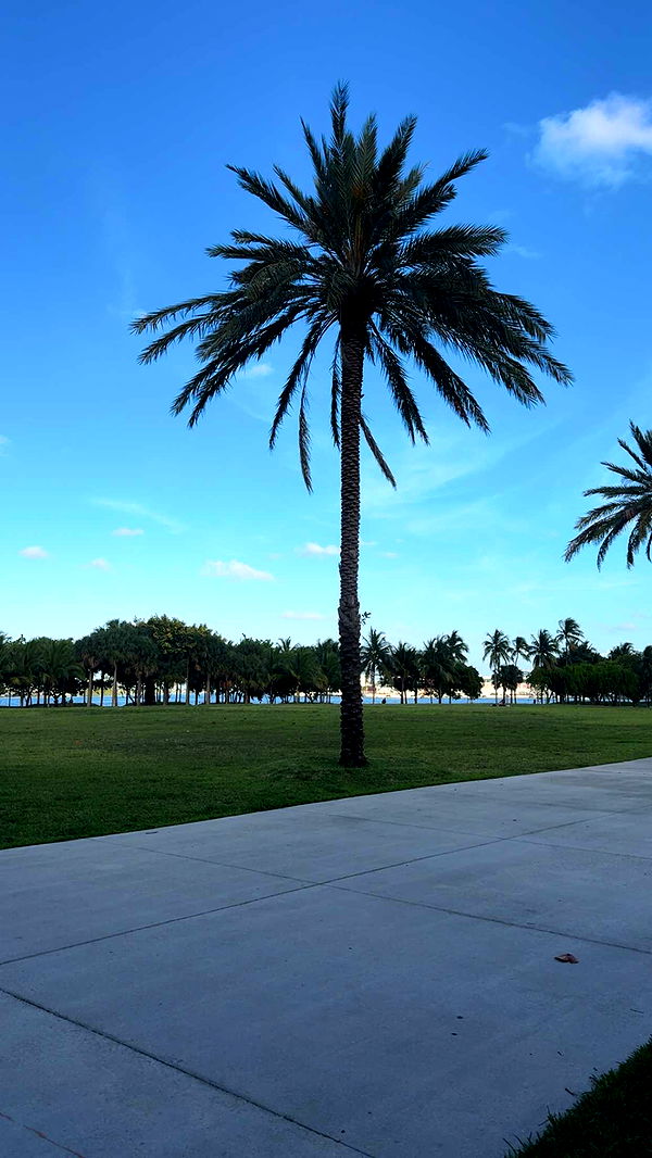 bellarenaldii image ~ Altpins