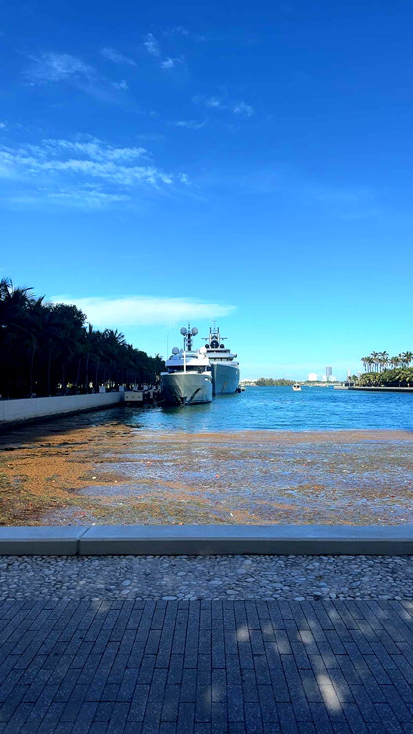 bellarenaldii image ~ Altpins