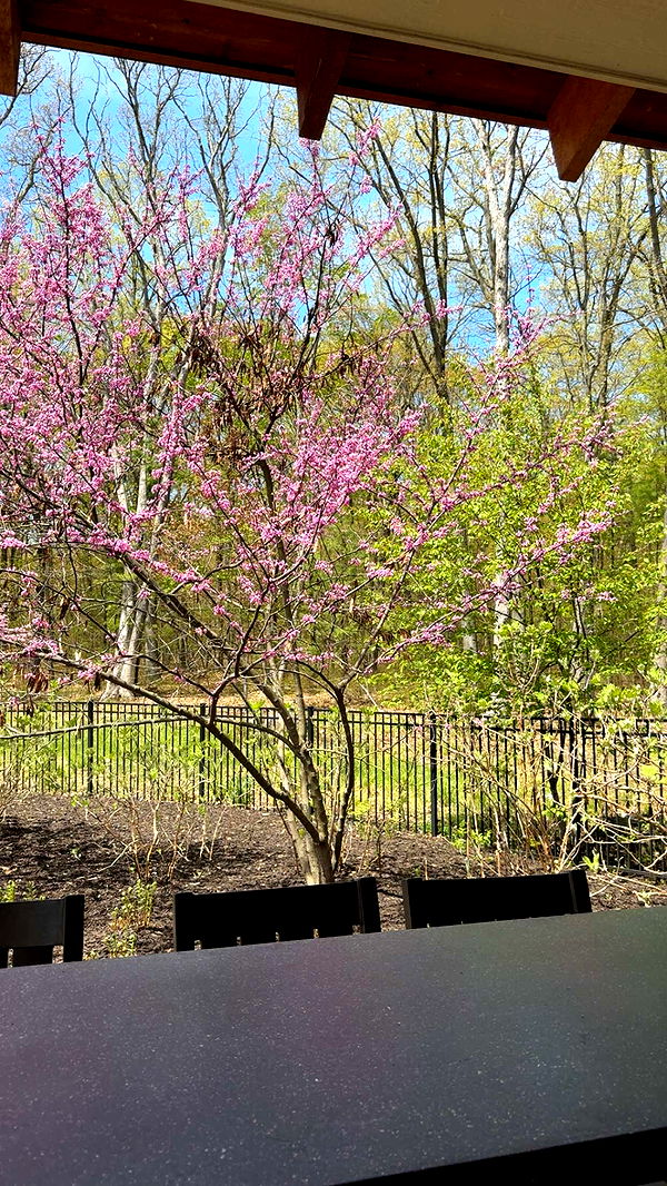 bellarenaldii image ~ Altpins