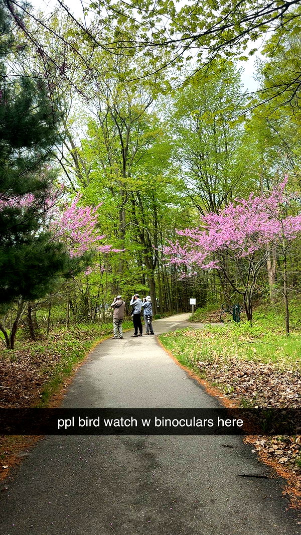 bellarenaldii image ~ Altpins