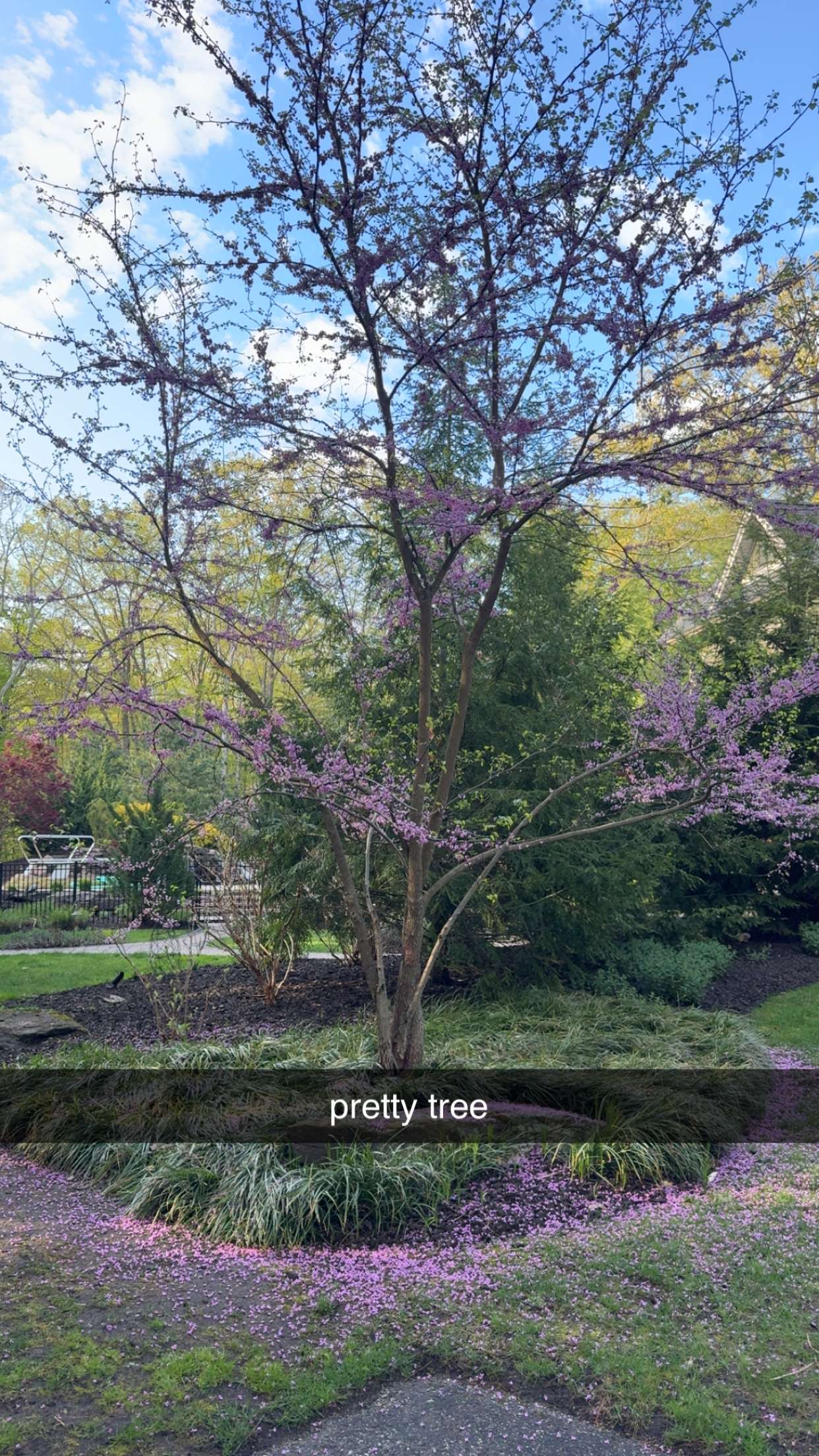 bellarenaldii snapchat image archive image