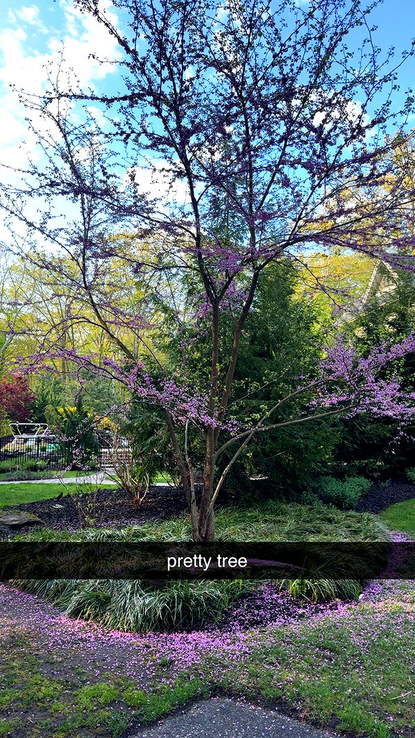 bellarenaldii image ~ Altpins