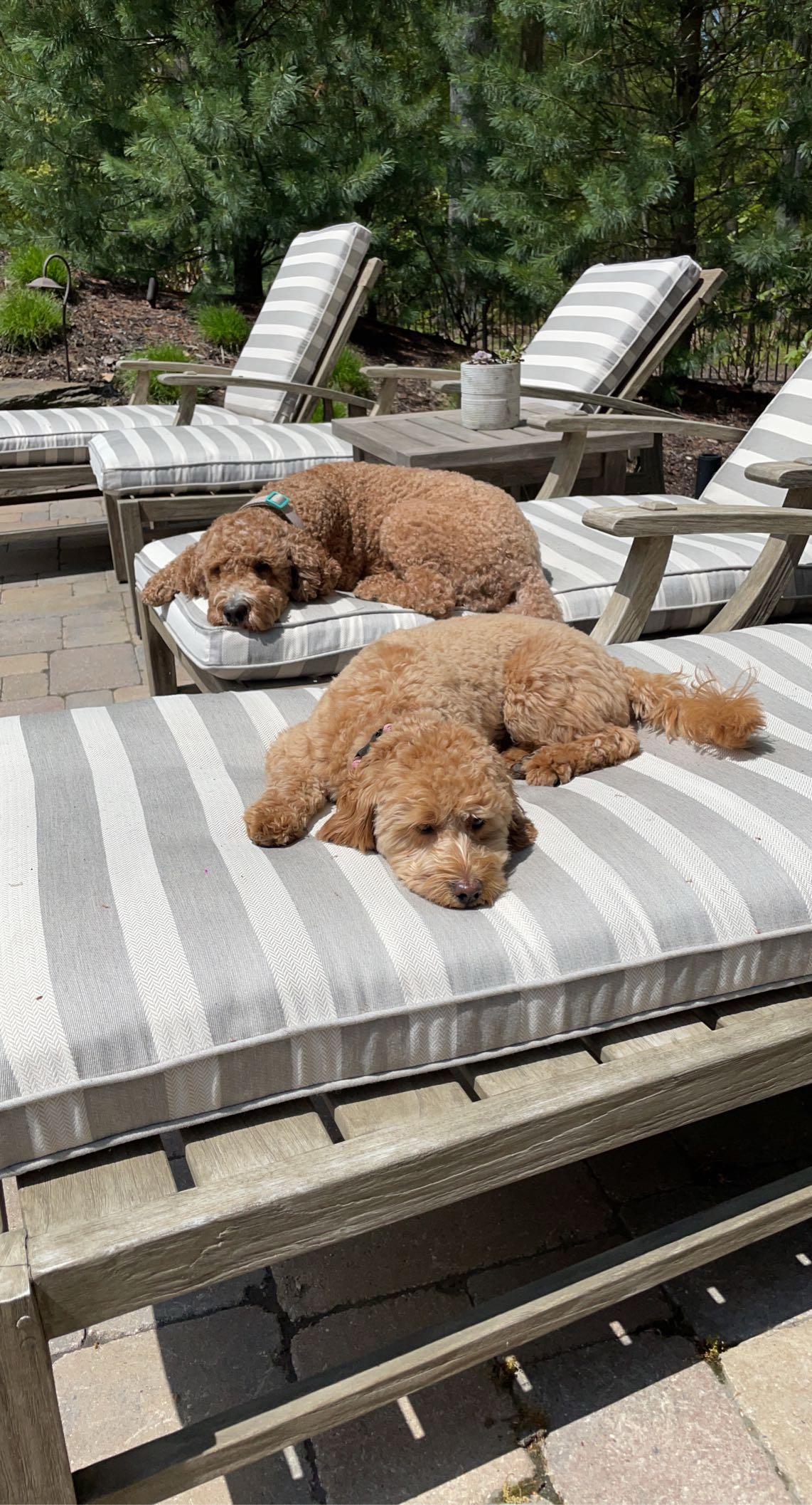 bellarenaldii snapchat image archive image