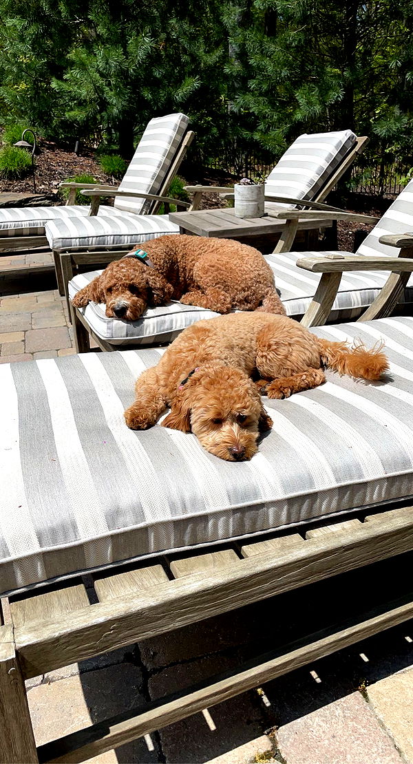 bellarenaldii image ~ Altpins