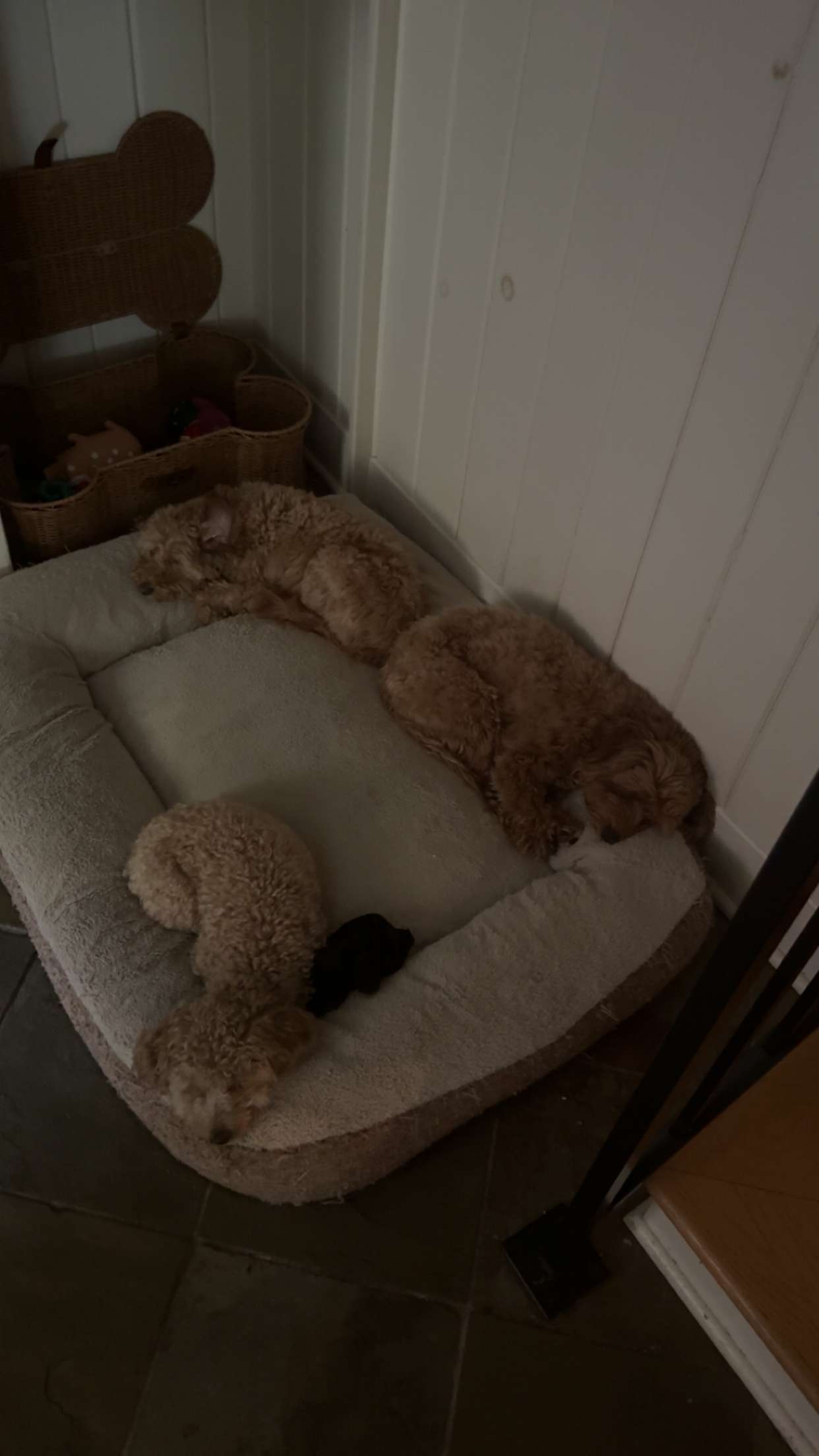 bellarenaldii snapchat image archive image