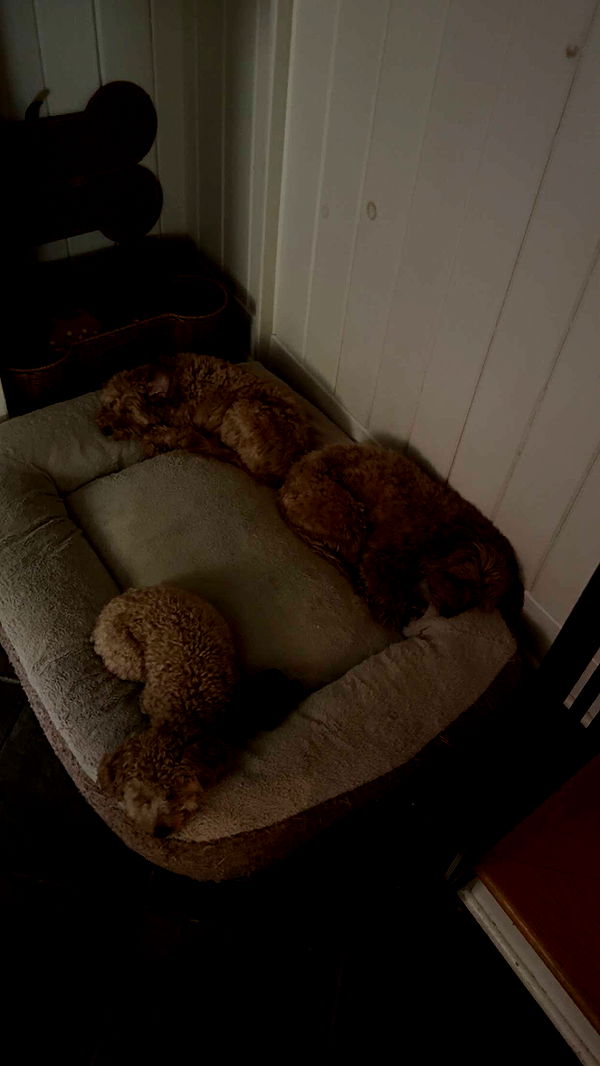 bellarenaldii image ~ Altpins