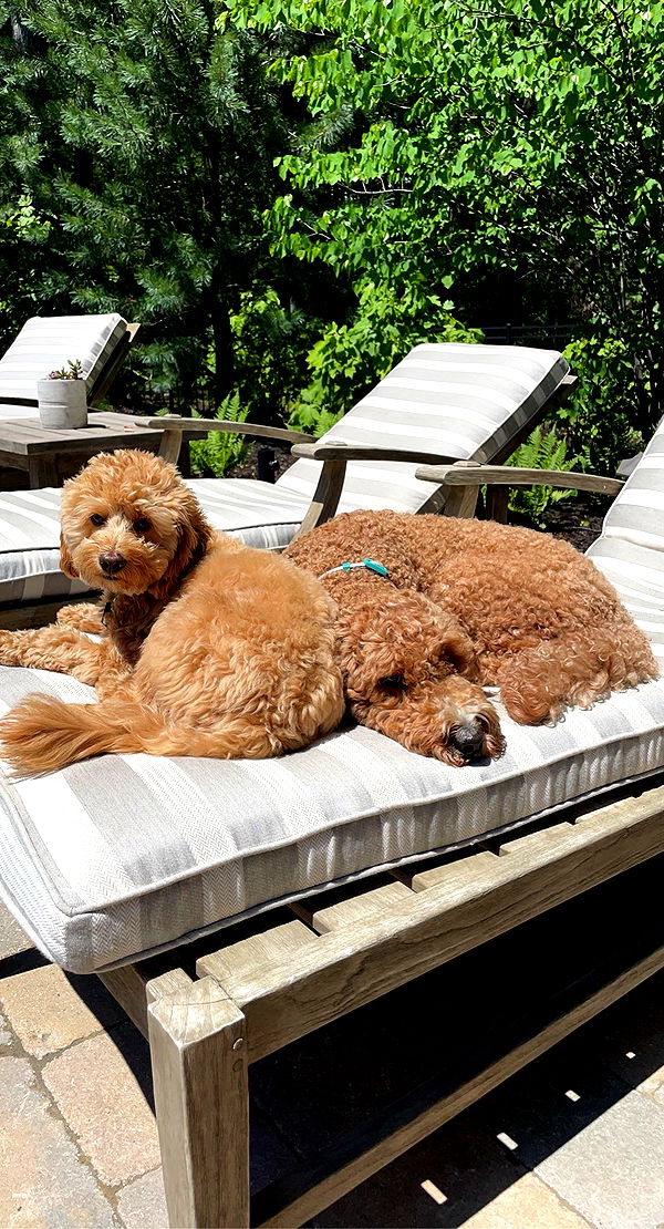 bellarenaldii image ~ Altpins