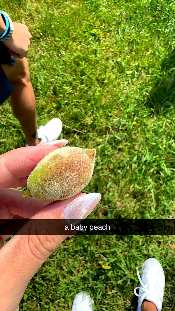 bellarenaldii image ~ Altpins