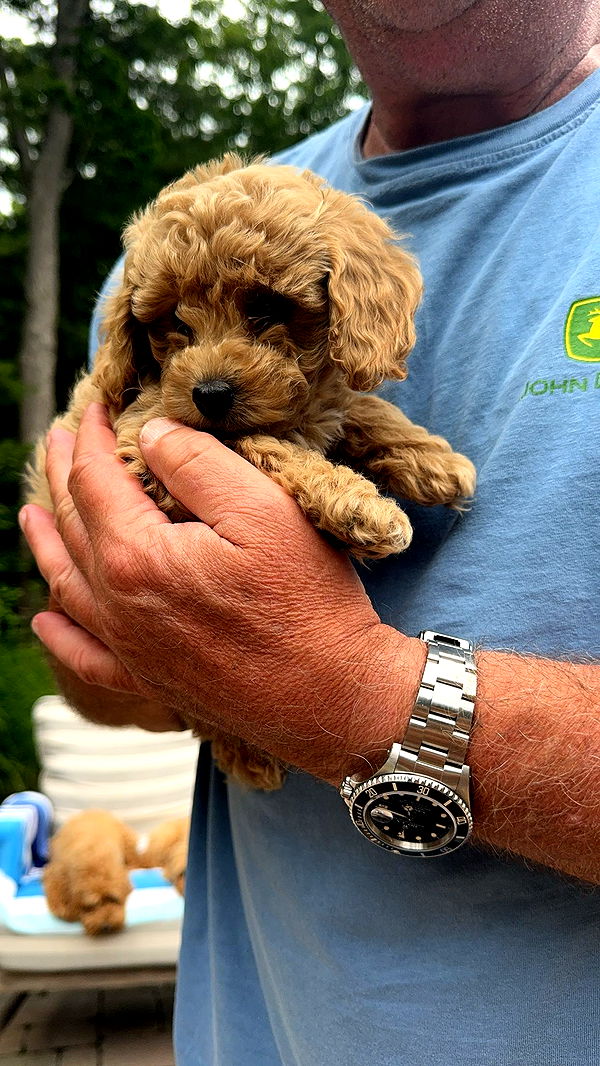 bellarenaldii image ~ Altpins