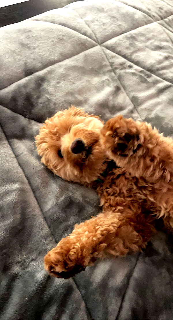 bellarenaldii image ~ Altpins