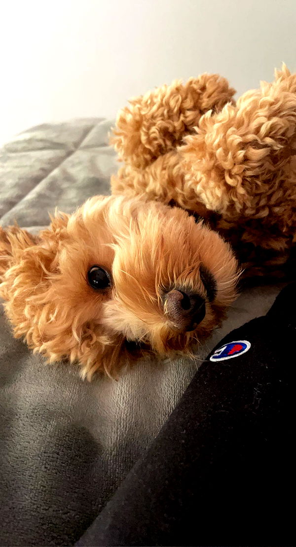 bellarenaldii image ~ Altpins