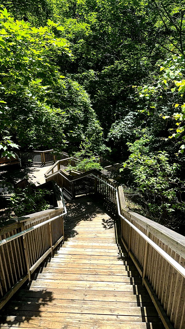 bellarenaldii image ~ Altpins