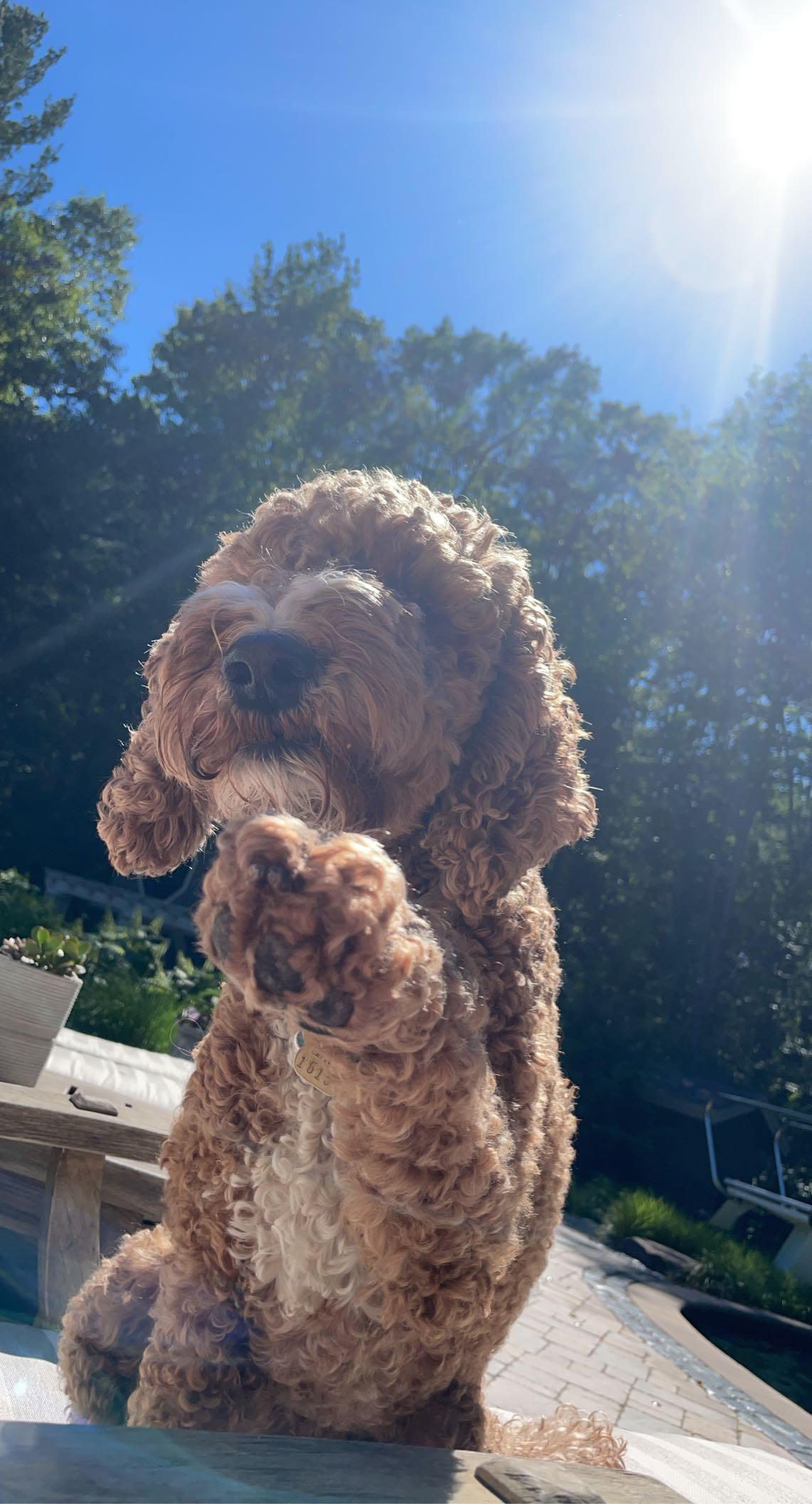 bellarenaldii snapchat image archive image