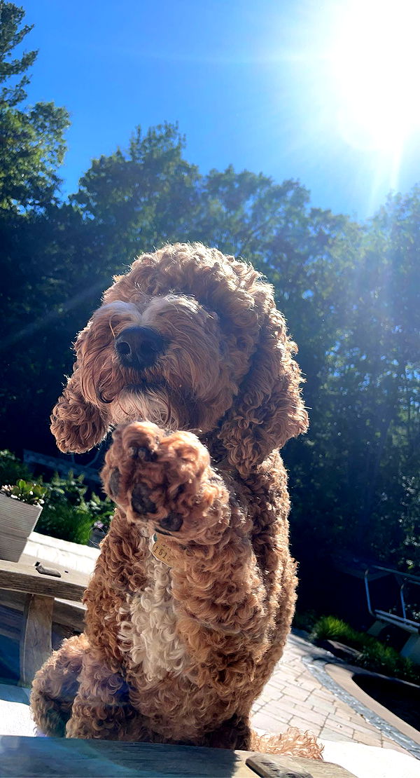 bellarenaldii image ~ Altpins