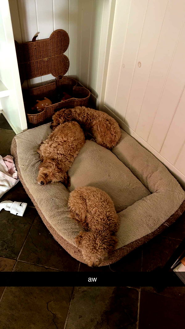 bellarenaldii image ~ Altpins