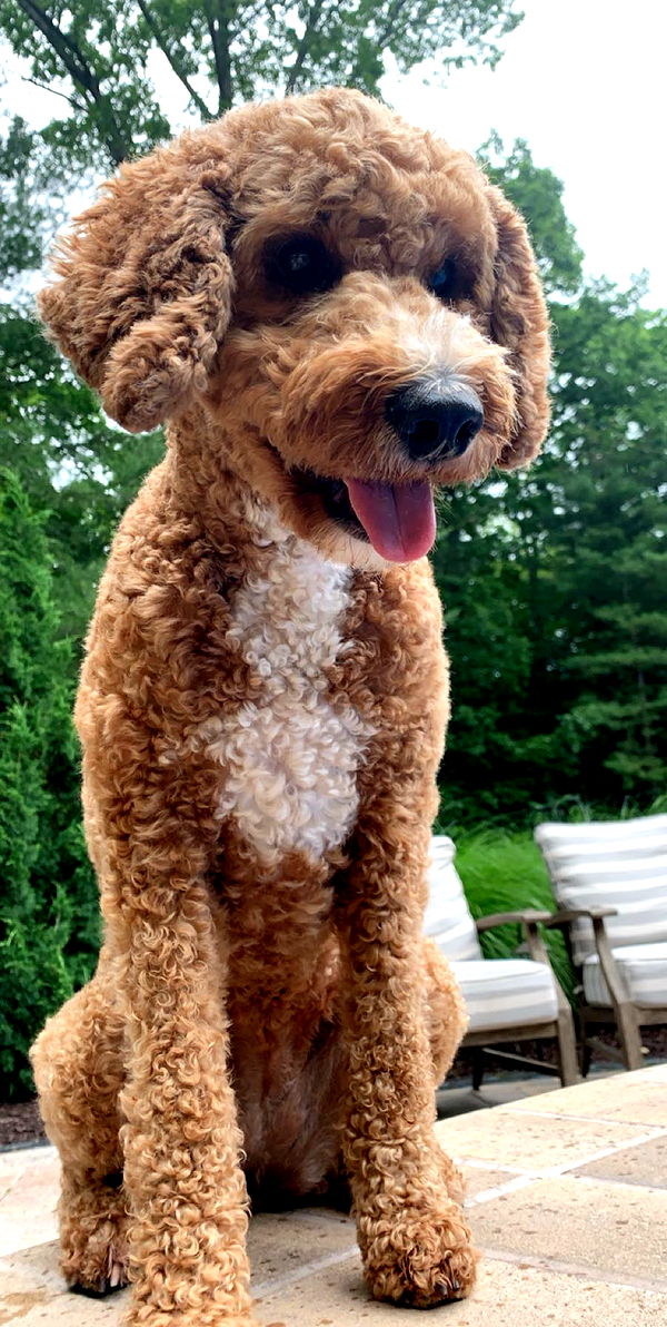 bellarenaldii image ~ Altpins