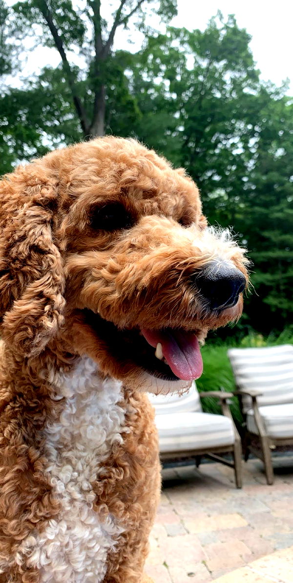 bellarenaldii image ~ Altpins