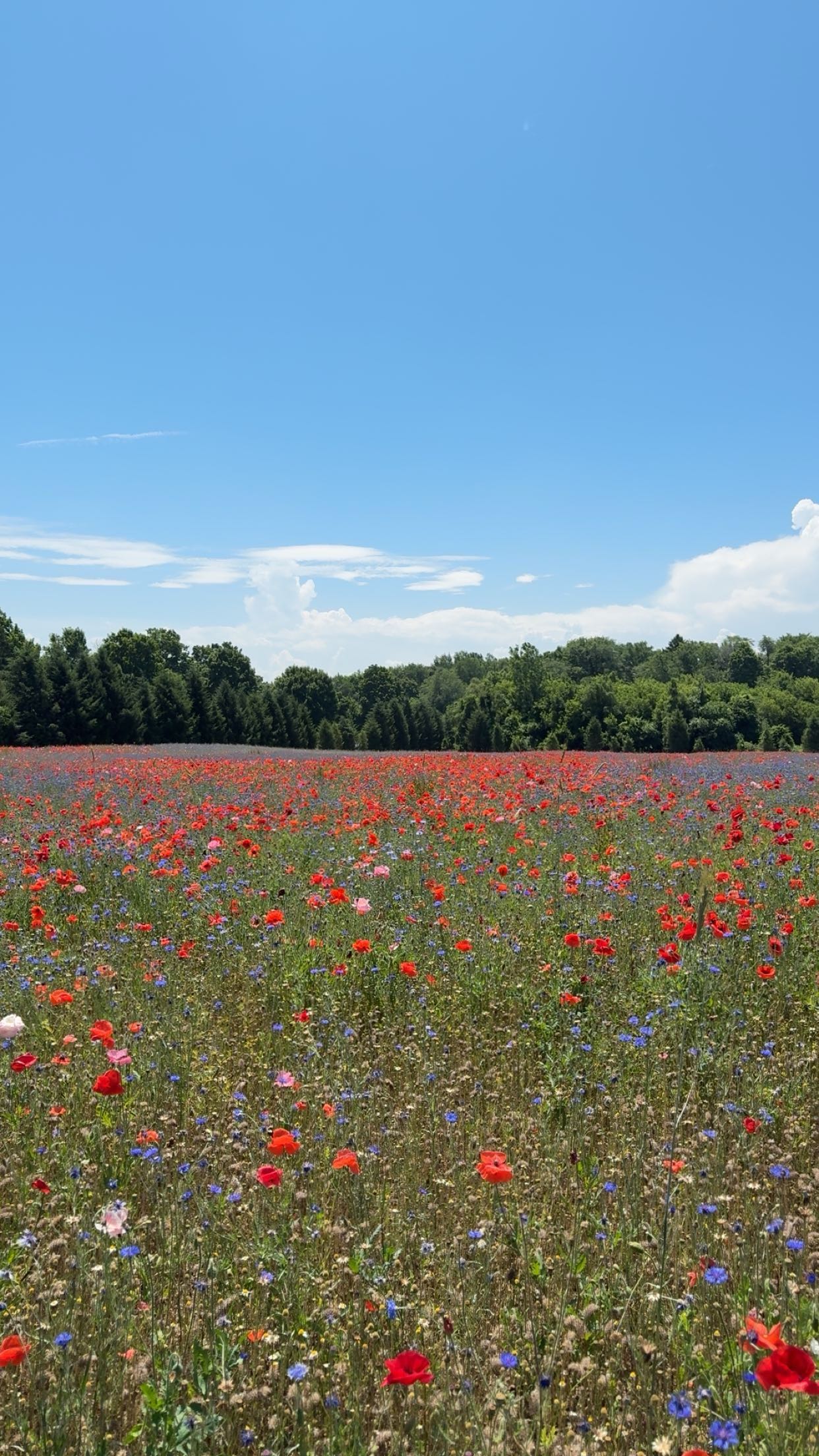 bellarenaldii snapchat image archive image