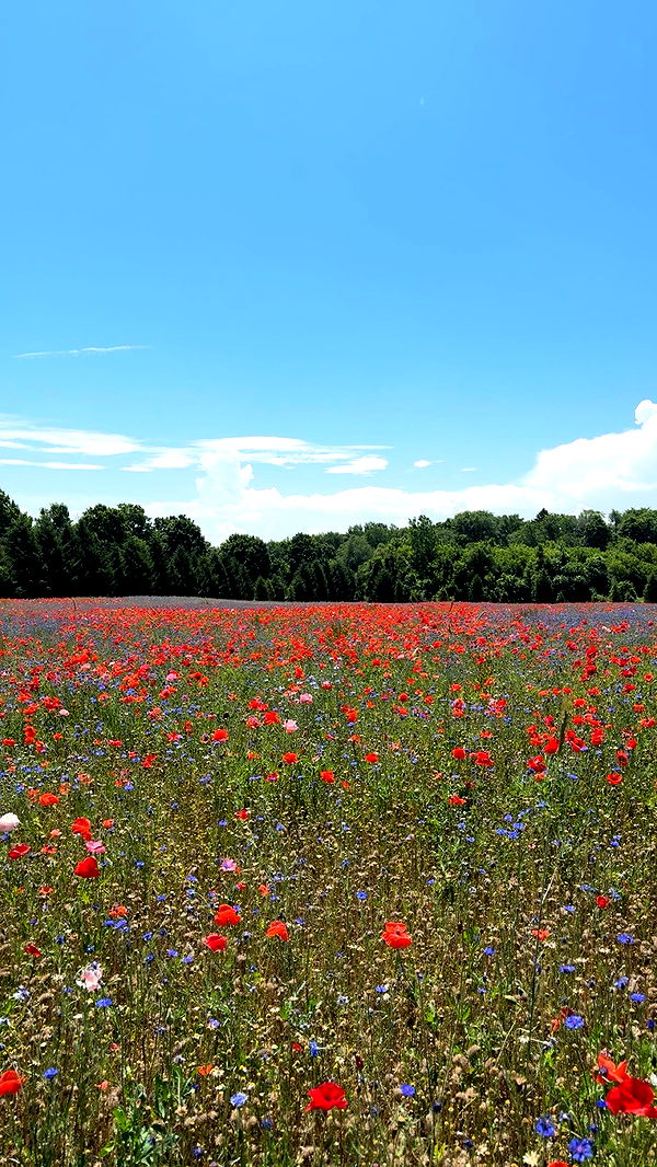 bellarenaldii image ~ Altpins