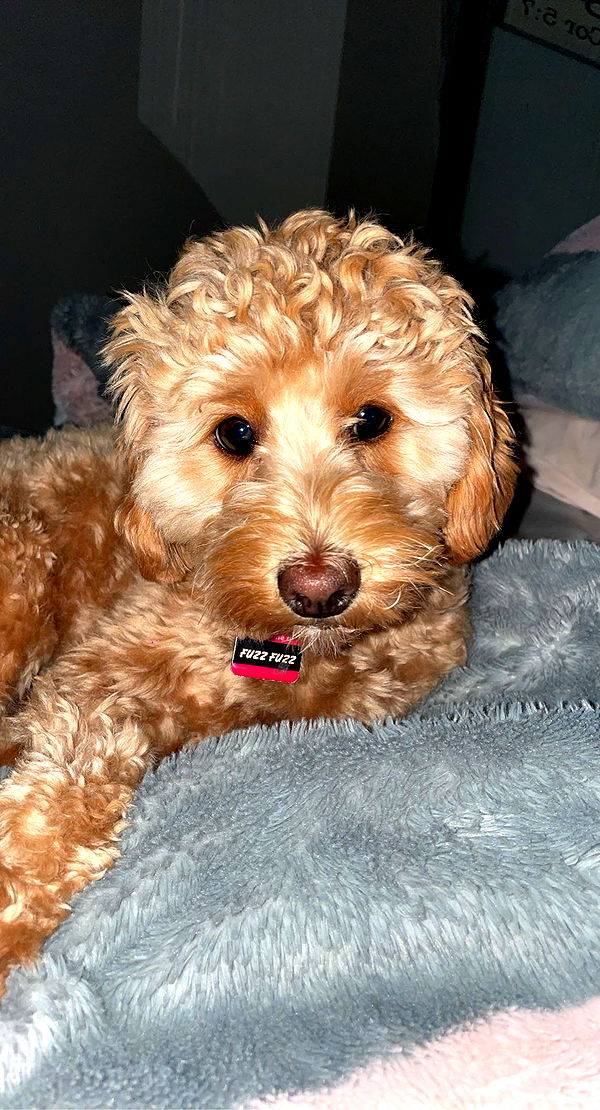 bellarenaldii image ~ Altpins