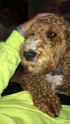 bellarenaldii Altpins Profile Picture