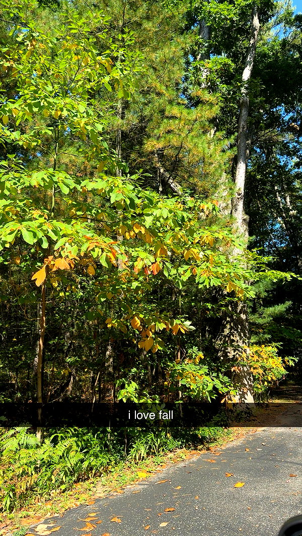 bellarenaldii image ~ Altpins