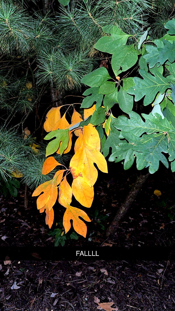 bellarenaldii image ~ Altpins