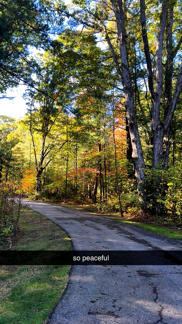 bellarenaldii image ~ Altpins