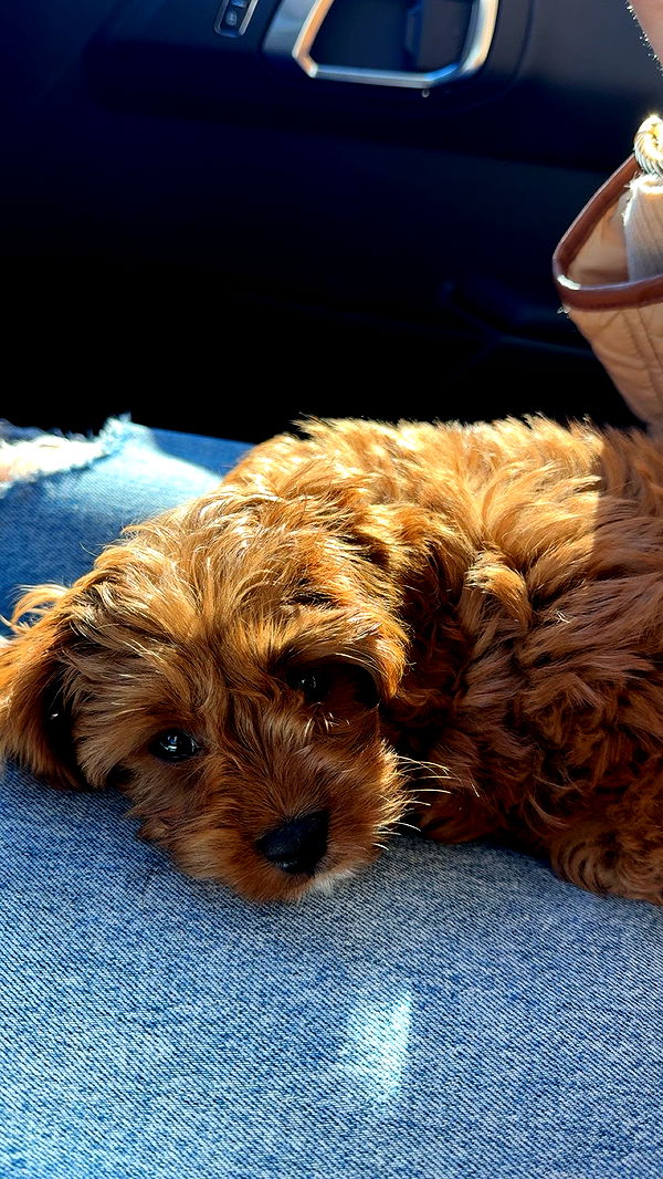 bellarenaldii image ~ Altpins