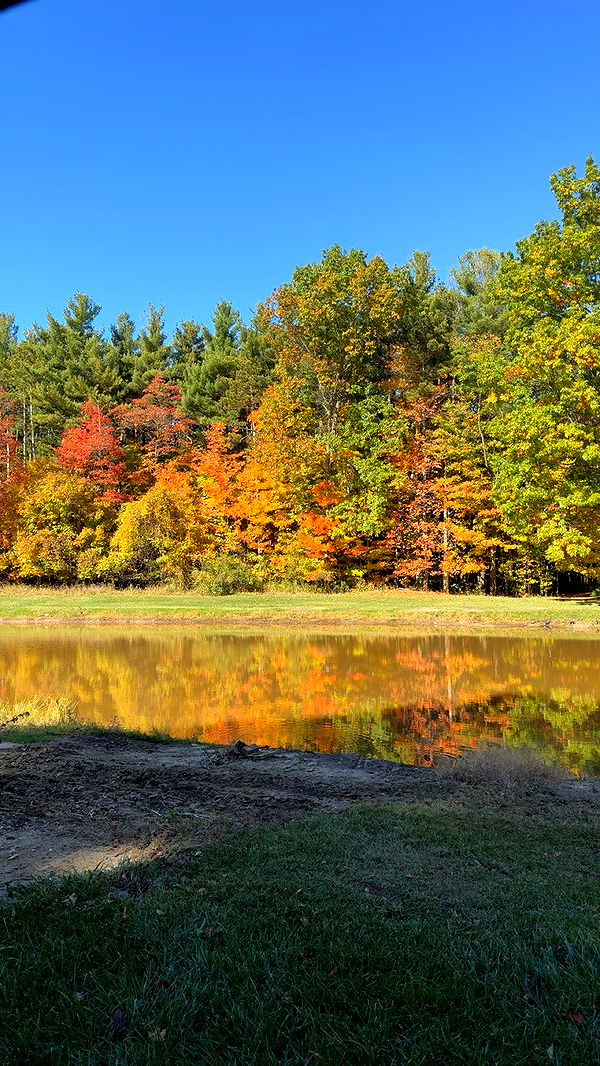 bellarenaldii image ~ Altpins