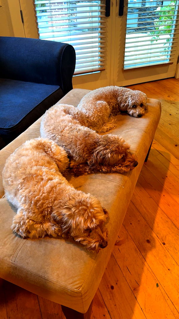 bellarenaldii image ~ Altpins