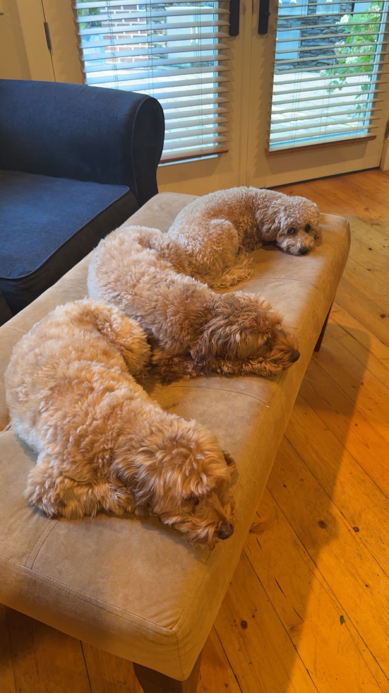 bellarenaldii snapchat image archive image