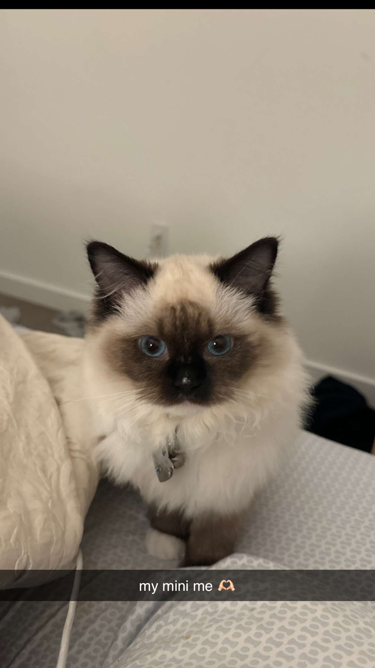 breckiehill snapchat image archive image