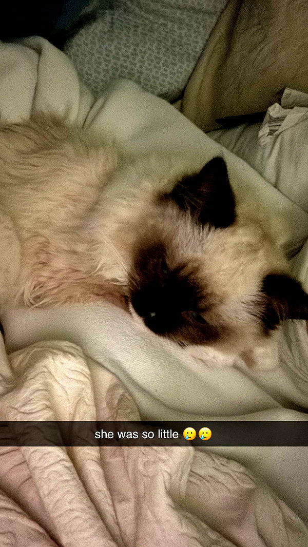 breckiehill image ~ Altpins