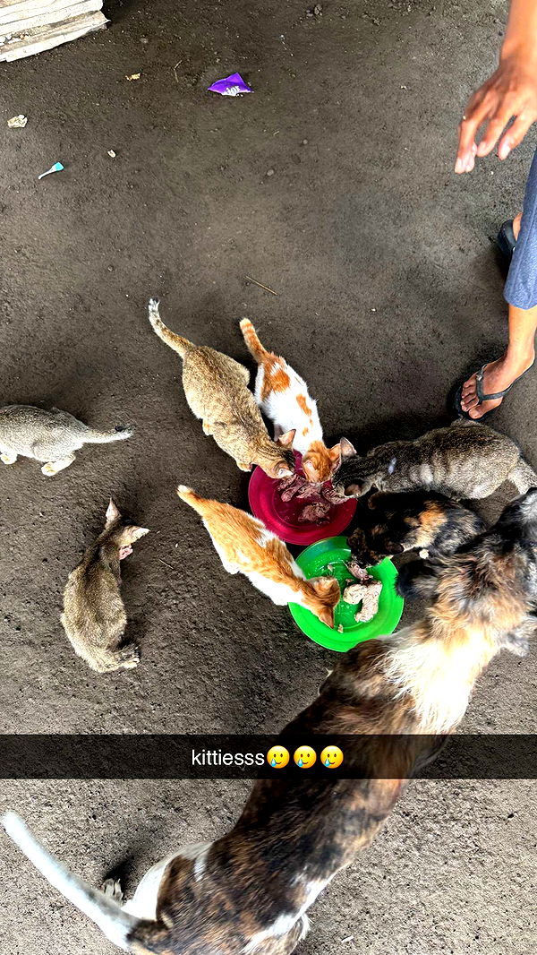 breckiehill image ~ Altpins