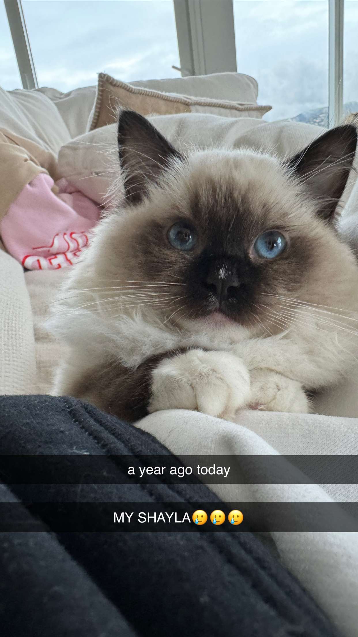 breckiehill snapchat image archive image