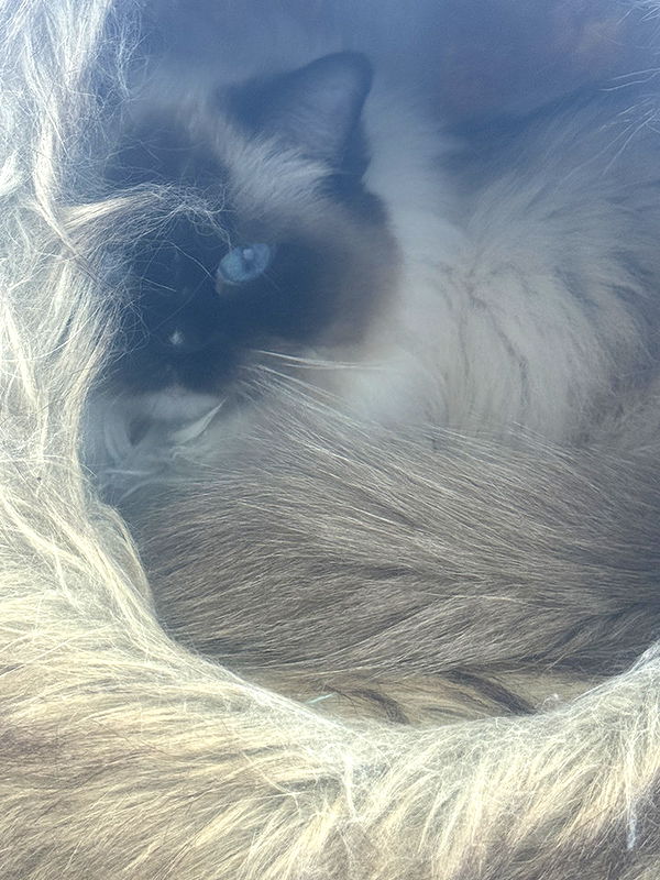 breckiehill image ~ Altpins