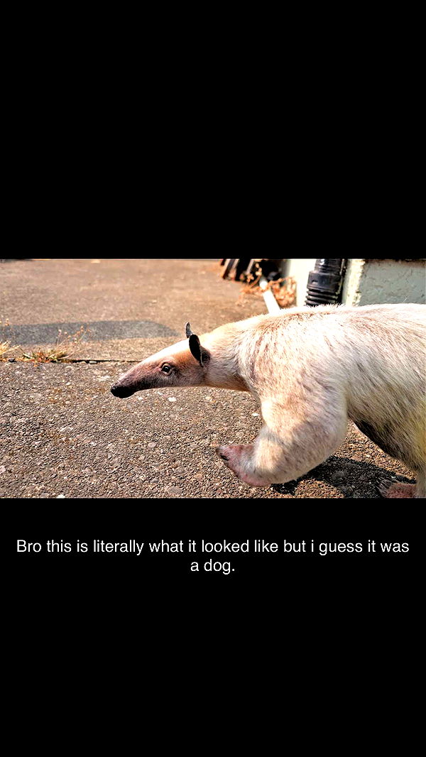 breesemaroc1 image ~ Altpins