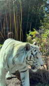 brynhildurgunnl Altpins Profile Picture