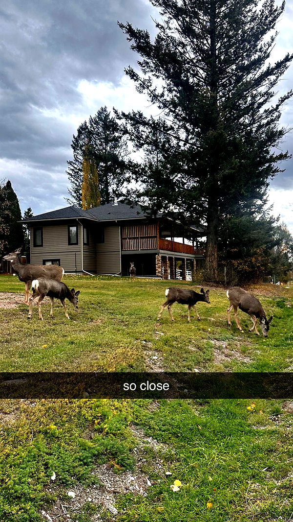 c.aitknight image ~ Altpins