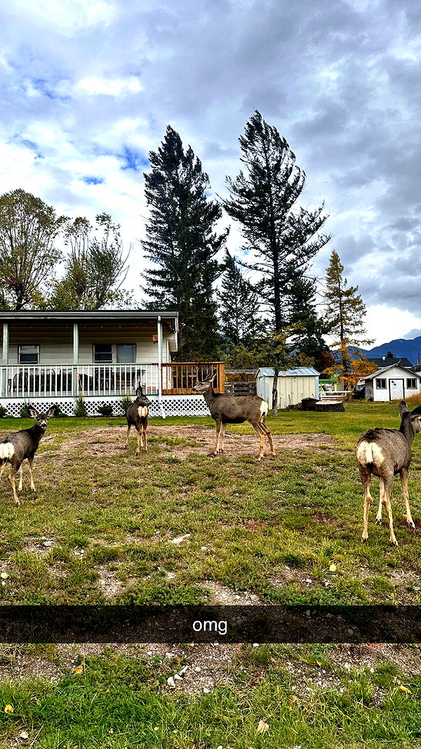 c.aitknight image ~ Altpins