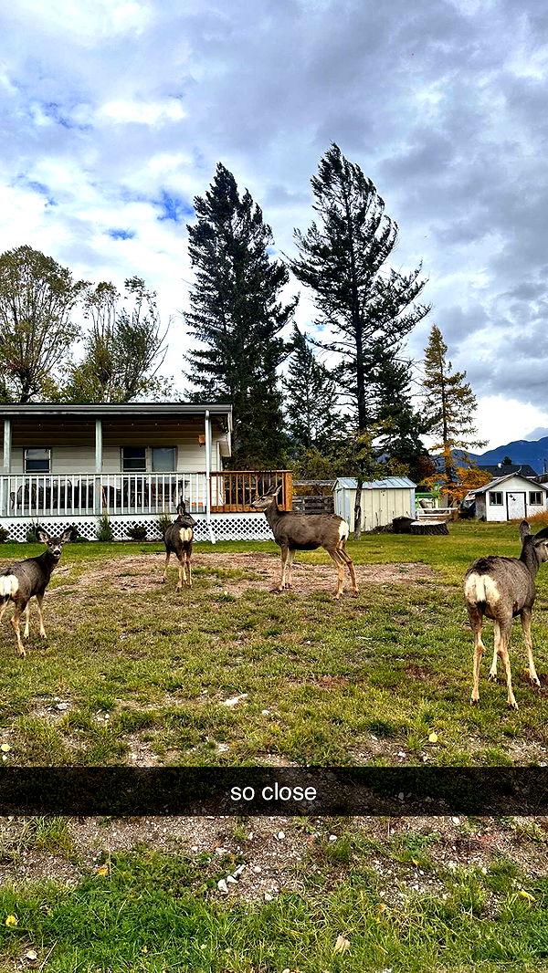 c.aitknight image ~ Altpins