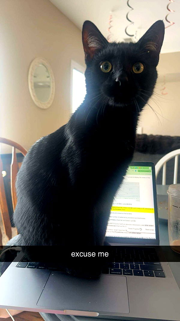 c.aitknight image ~ Altpins